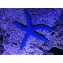 Linckia Laevigata